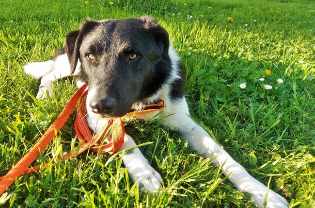 das Portal für bunte Notfälle Jago